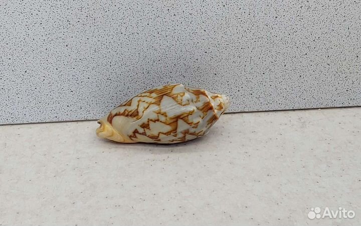 Цимбиола 6,2 морская ракушка раковина