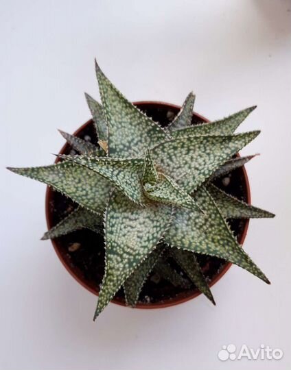 Алоэ сортовые