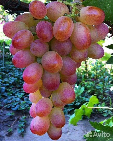 Виноград Саженцы