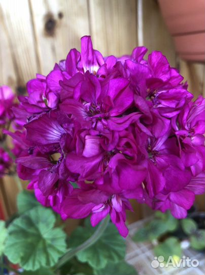 Пеларгония герань