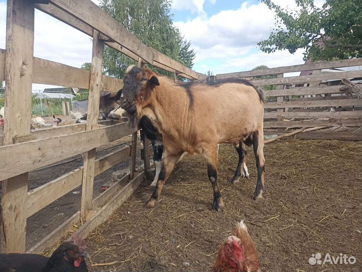 Козлы, козлята