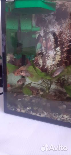 Мальки цихлид Хромисов