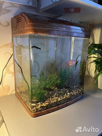 Аквариум