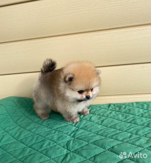 Две девочки мини шпиц померанец элита