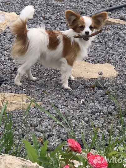 Папильон с той терьером