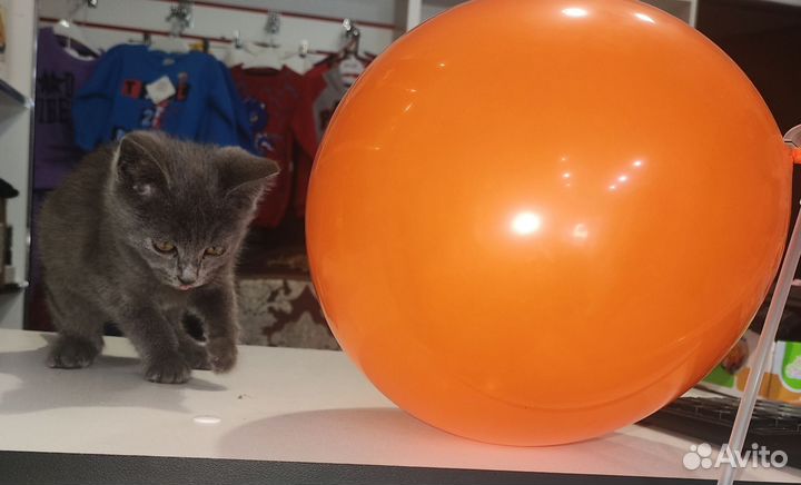 Кошка в дар бесплатно