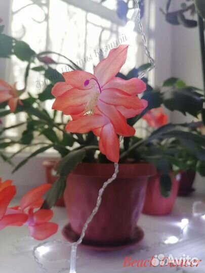 Шлюмбергера (декабрист)