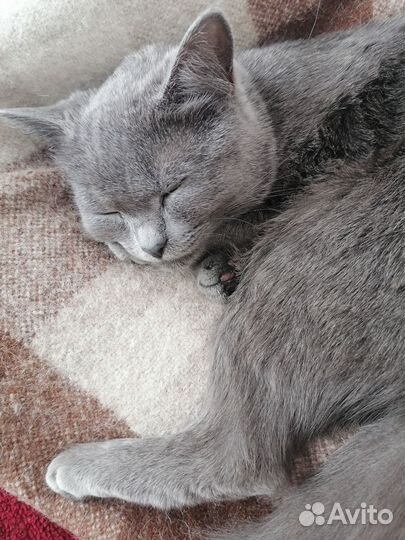 Кошка британка прямоухая