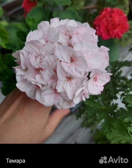 Пеларгония герань