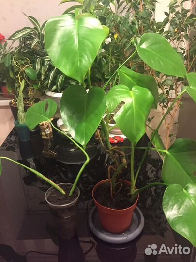 Молочай беложильчатый и монстера кустовая