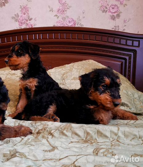 Эрдельтерьер