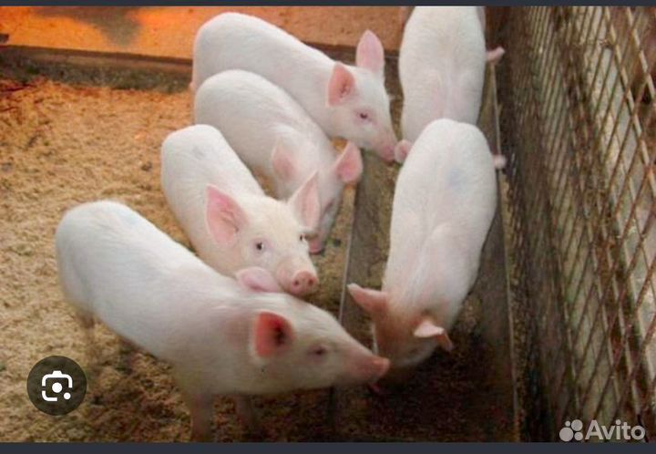 Поросята