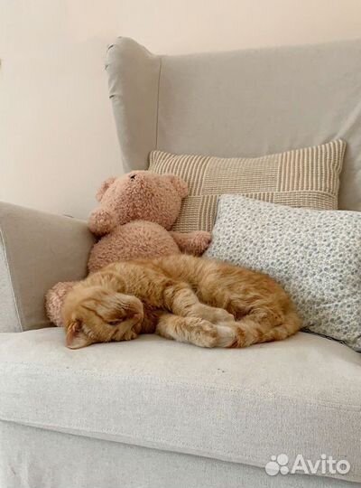 Гостиница для кошек котоняня