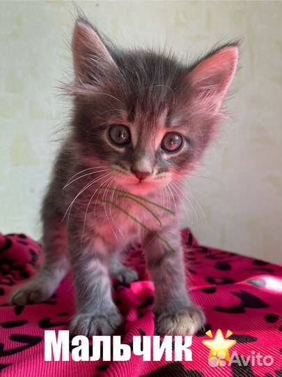Котята ищут дом