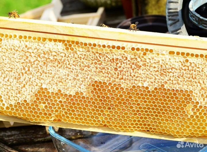 2024 Мёд натуральный алтайский опт