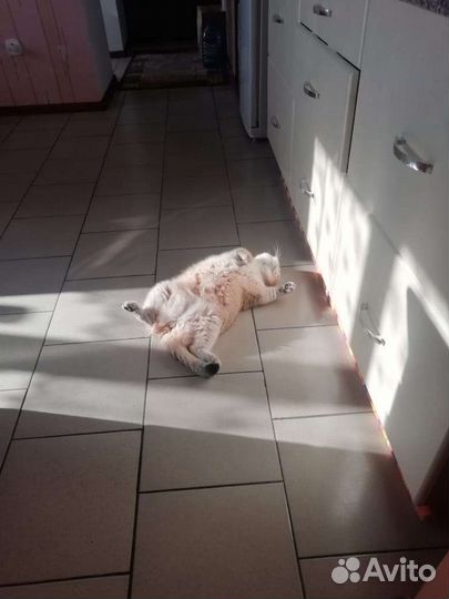 Отдам кошку