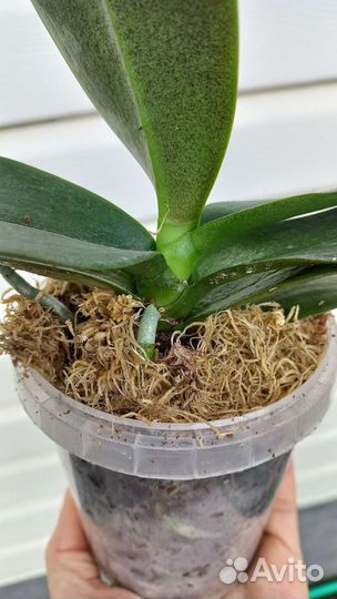 Орхидея фаленопсис парфюмерная фабрика