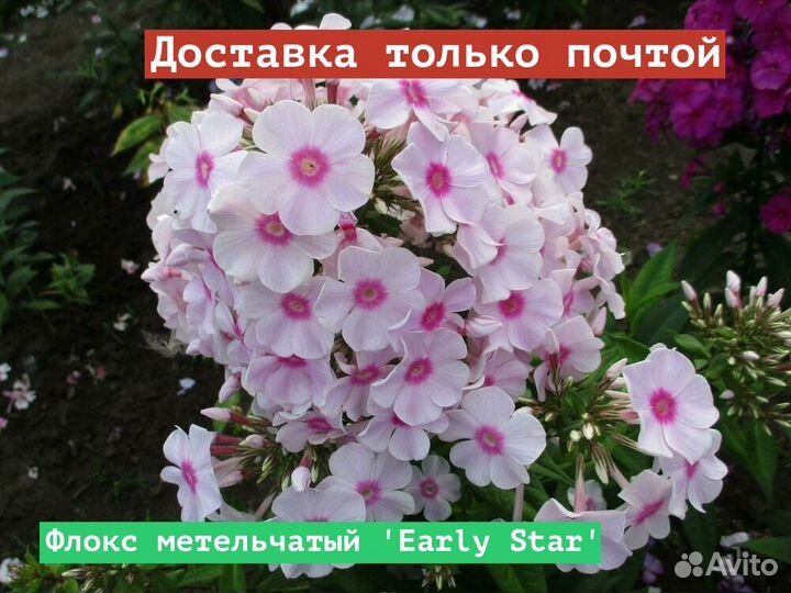 Флокс метельчатый Early Star