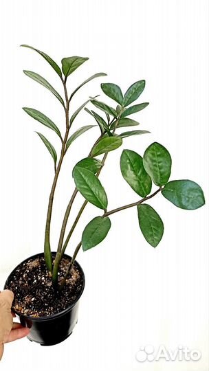 Замиокулькас Комнатные растения цветы