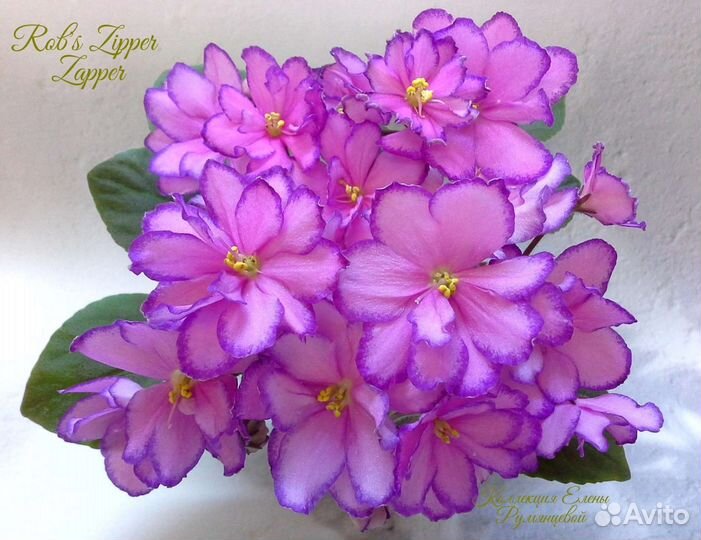 Сортовые фиалки