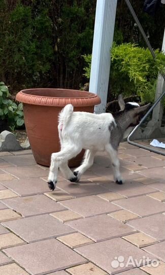 Карликовые камерунские козлята нигерийского типа