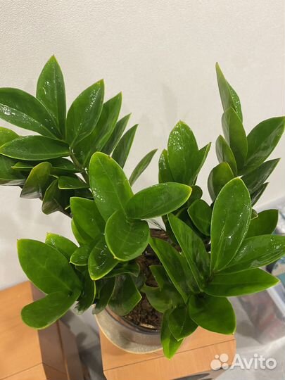 Замиокулькас