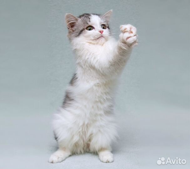 Пушистый котёнок Витька в добрые руки