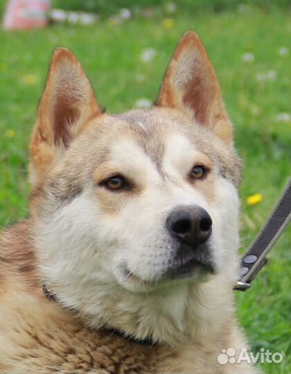 Иртыш, метис хаски из приюта