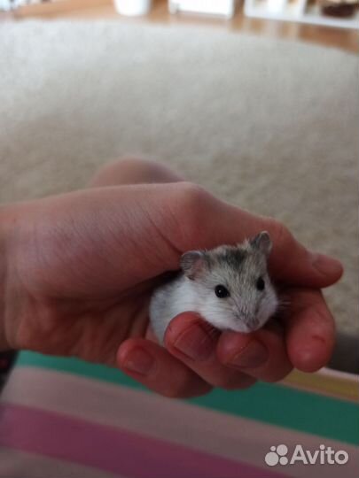 Джунгарские хомячки