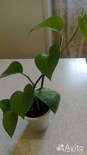 Сциндапсус золотистый, мирт