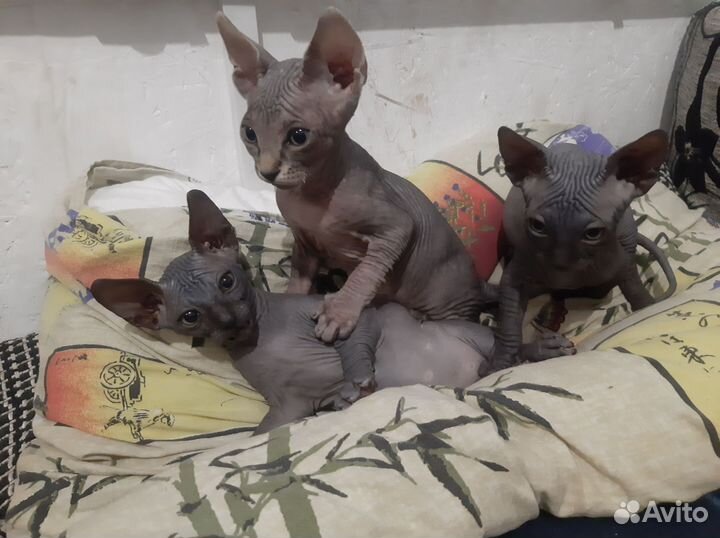 Канадский сфинкс