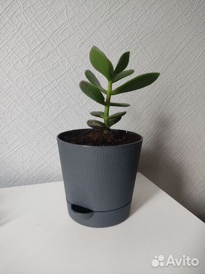 Крассула толстянка денежное дерево