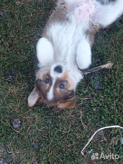 Щенок в добрые руки бесплатно