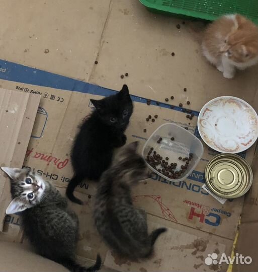 Котята в добрые руки бесплатно