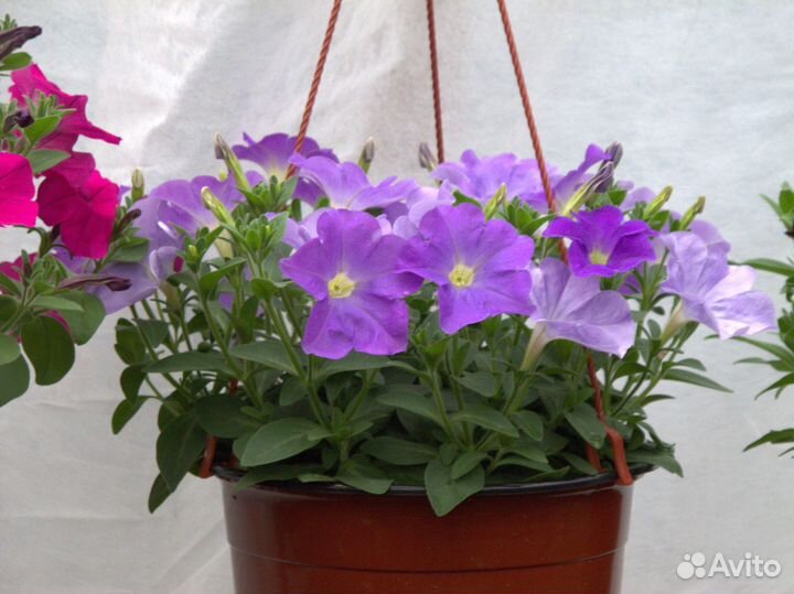 Черенки вегетативной петунии