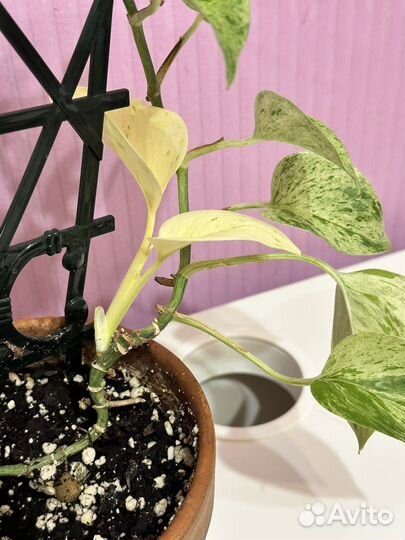 Сциндапсус марбл квин