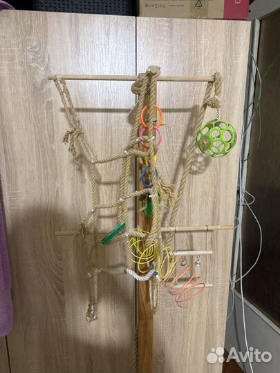 Попугай неразлучник самец с клеткой