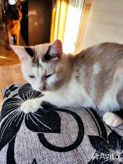 Кошки в добрые руки