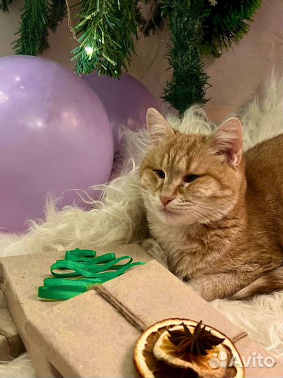 Рыжая кошка в дар
