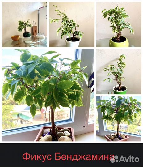 Комнатные цветы