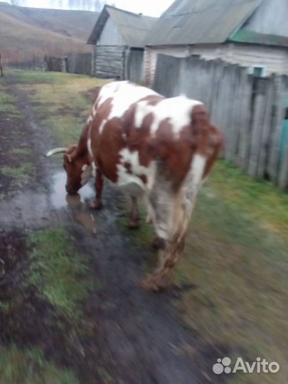 Корова дойная
