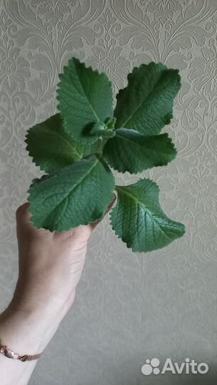 Срез комнатной мяты