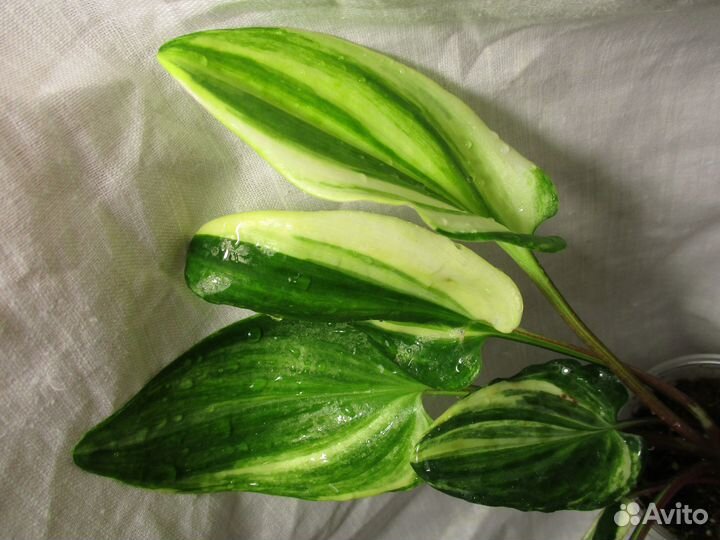 Декоративно-лиственные, экзотические, редкие цветы