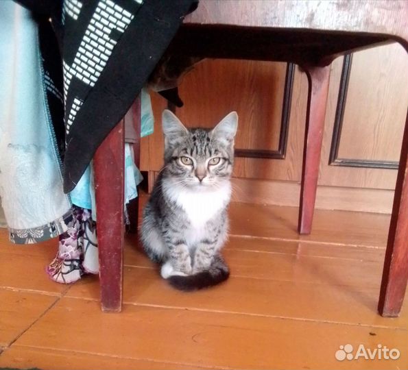 Отдам в добрые руки