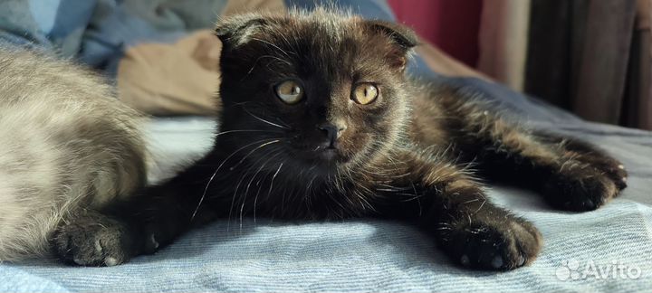 Вислоухий котёнок