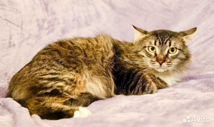 Василий - красавец сибиряк в добрые руки