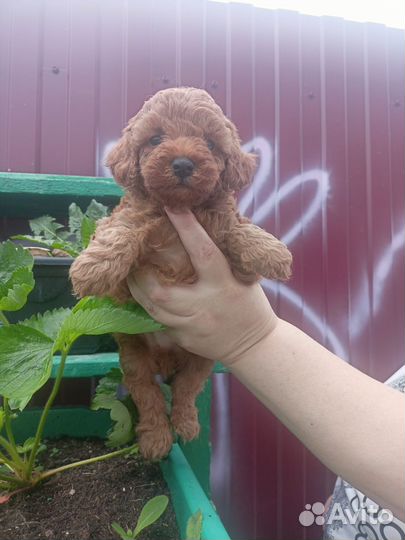 Щенки той пудель РКФ