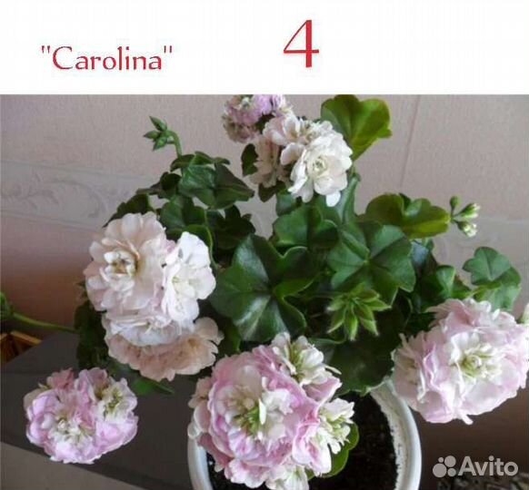 Пеларгония (герань)