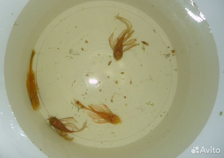 Сомы присоски: L-393, жёлтые анциструсы