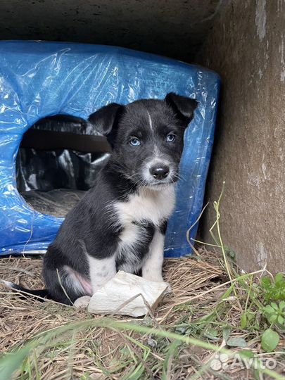 Щенки в добрые руки
